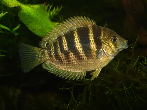 Etroplus canarensis