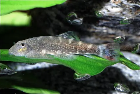 Gastromyzon ocellatus