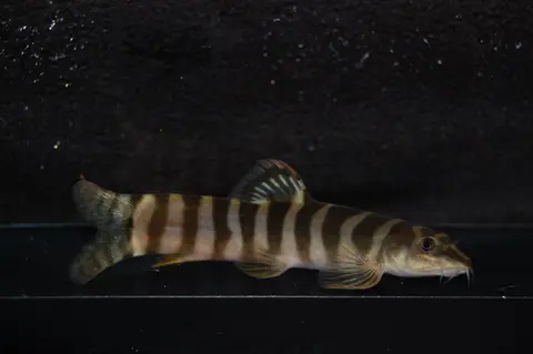 Schistura hypsiura