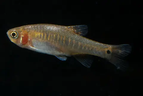 Danio erythromicron