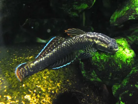 Stiphodon ornatus