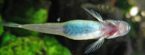 黑鳍枝牙鰕虎