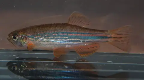 Danio dangila