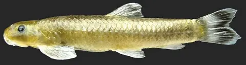 Garra nambulica