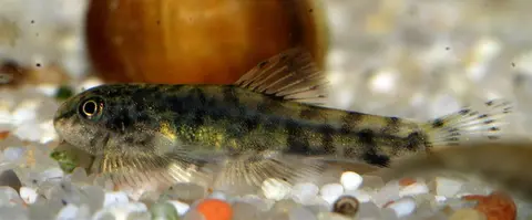 Sewellia speciosa