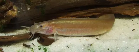 椭圆潘鳅