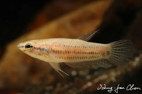 镰鳍搏鱼