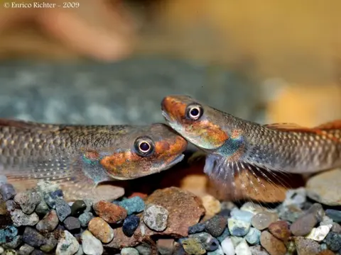 Stiphodon ornatus