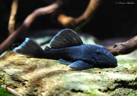 Baryancistrus beggini