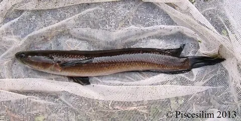 Channa baramensis