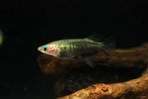 Oryzias eversi