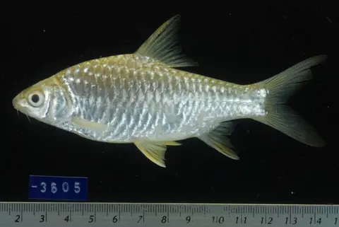 Hypsibarbus malcolmi