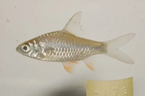 Hypsibarbus lagleri