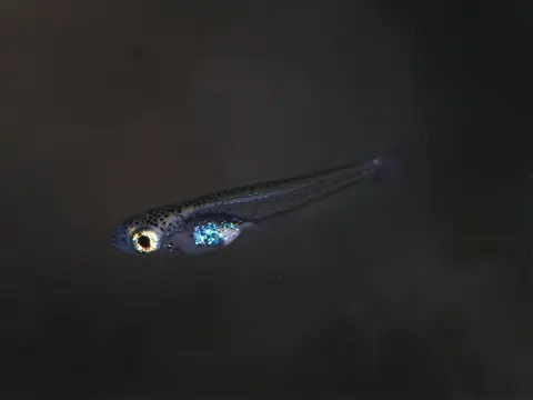 Oryzias wolasi