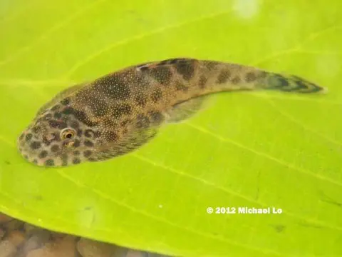 美腹腹吸鳅