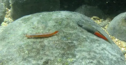 宿务瓢眼鰕虎鱼
