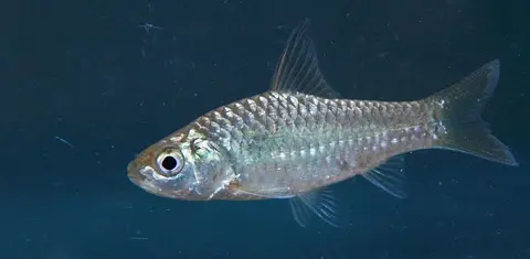 Puntius kamalika