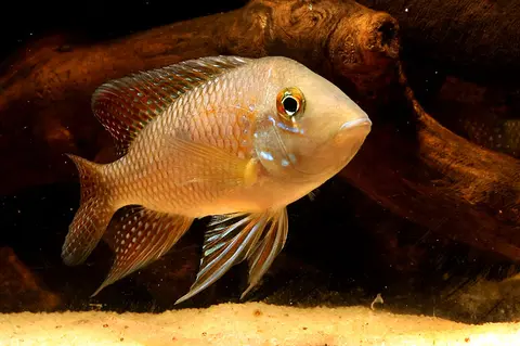 'Geophagus' iporangensis