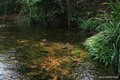 Badis siamensis