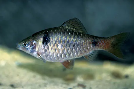 Pethia padamya