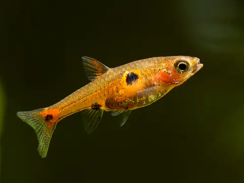 Boraras naevus