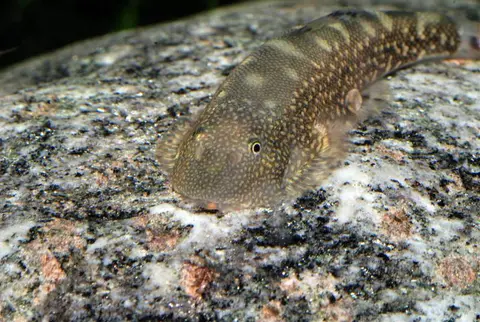 Gastromyzon farragus