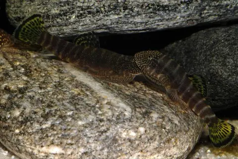 Gastromyzon viriosus