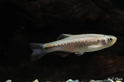 Danio feegradei