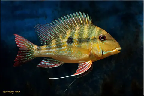 Geophagus dicrozoster
