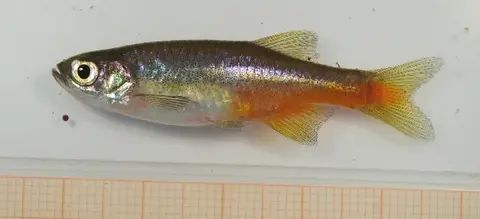 泉水斑马鱼