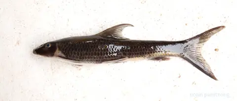 Garra theunensis