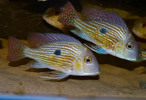 Geophagus sp. 'Pindaré'