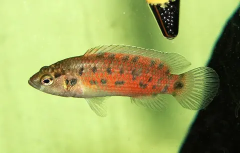 Badis assamensis