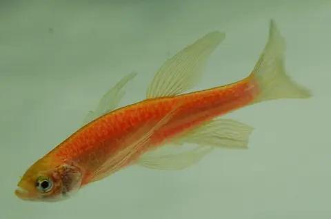 斑马鱼