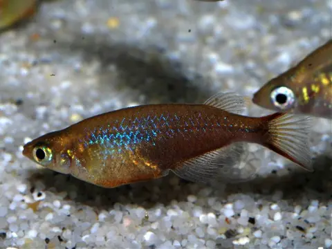 Oryzias wolasi