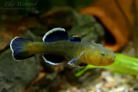 沙漠虾虎