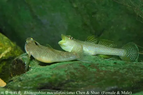 斑带吻鰕虎鱼
