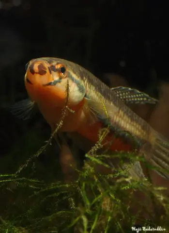 Betta antoni