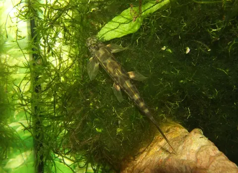 Annamia cf. thuathienensis