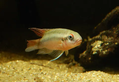 Congochromis sabinae