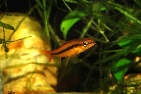 Physoschistura mango