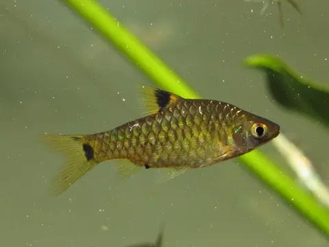 饰圈魮