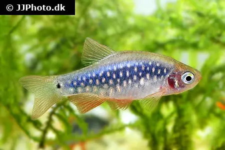 Danio erythromicron