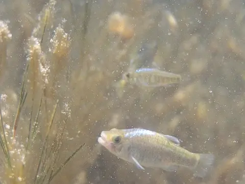 Cyprinodon brontotheroides