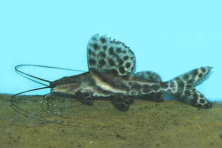 绣滑油鲶