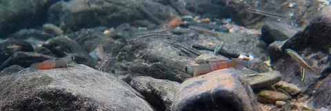 环带瓢眼鰕虎鱼