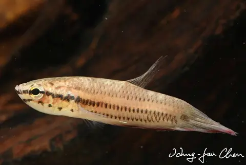 镰鳍搏鱼