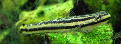 Stiphodon ornatus