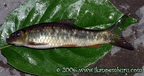 Garra bispinosa