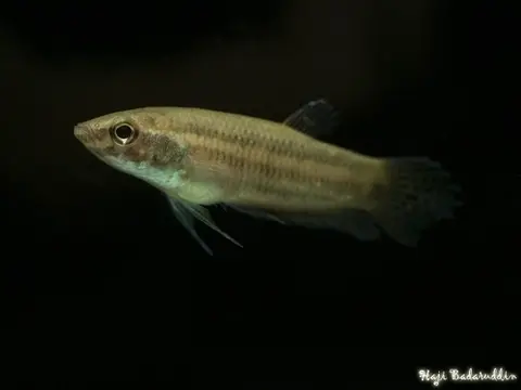 Betta stigmosa